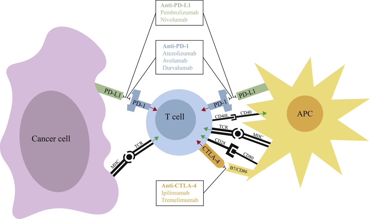 Pathology Journal (@pathology_rcpa) on Twitter photo Paver et al. provide #pathologists with a practical guide to implementation and interpretation of PD-L1 testing by immunohistochemistry in the February issue of #Pathology: bit.ly/3jhovqC <a href="/GuptaRuta/">Ruta Gupta</a> @ProfRScolyerMIA #PathologyJournal Paver et al. provide #pathologists with a practical guide to implementation and interpretation of PD-L1 testing by immunohistochemistry in the February issue of #Pathology: bit.ly/3jhovqC <a href="/GuptaRuta/">Ruta Gupta</a> @ProfRScolyerMIA #PathologyJournal