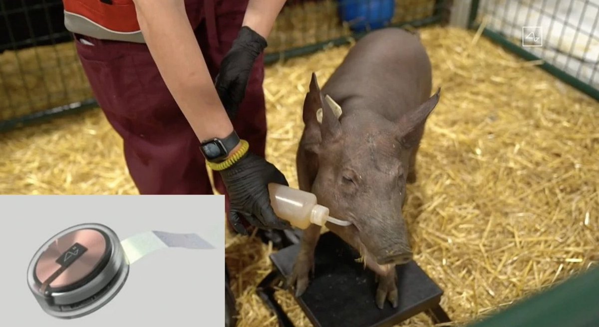 So the next time you think of "smart pigs" I hope you think of energy infrastructure, and not  @elonmusk's  @neuralink experiment :) Thread complete!