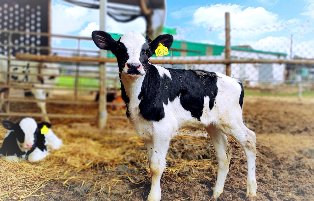 #meetthefarmer 
Staring
#dairy #milk #dairyfarm #cows #farm #dairycows #cow #cheese #vegan #love #farmlife #food #farming #cowsofinstagram #a #fazendaleiteira #agriculture #vacas #instacow #leiteria #dairyfarming #leche #leiteevida #meat #ilikecows #govegan #ilovecows #dairycows