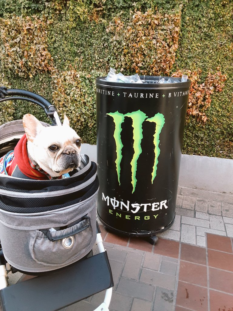 一歩一会 珍道中も 安全 第一に 高田馬場駅前で キレイなおネェさんが Monster無料配布してるよ Monster エナジードリンク