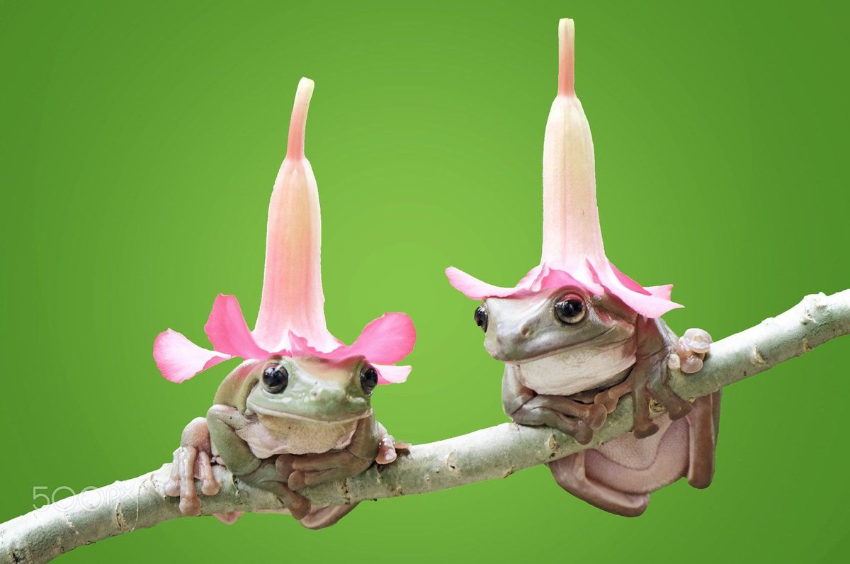Featured image of post Flower Frogs In Hats : I acquired the frog in the photo below because it is unusual: