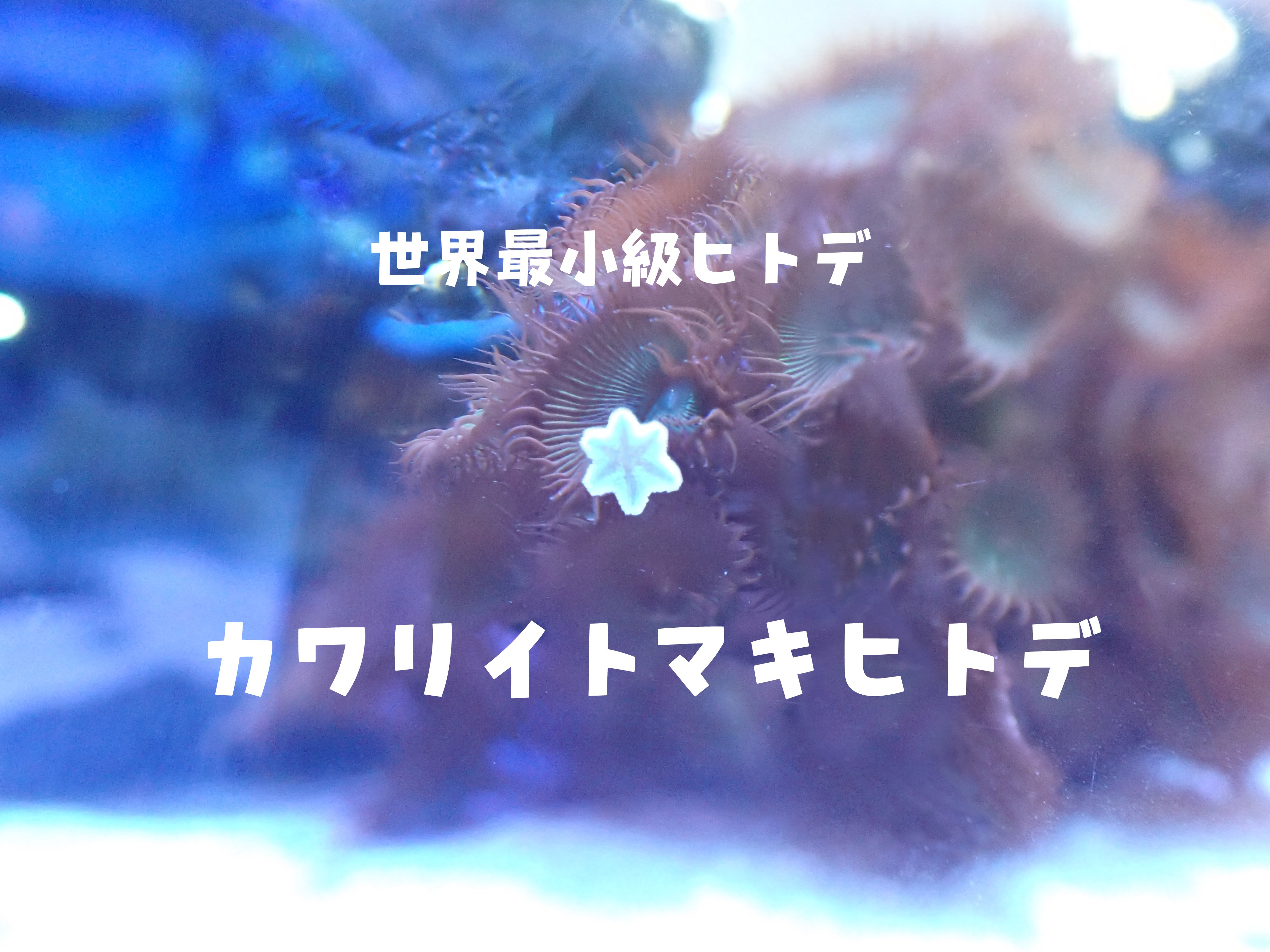 足立区生物園 على X: 