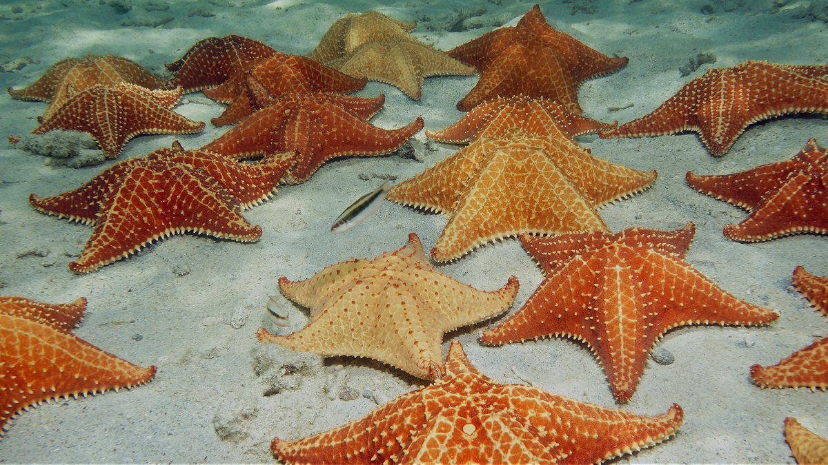 So, what are the starfish? Can they be understood as a cancerous growth - but one that has successfully achieved self-sustenance, self-regulation, and even sexual reproduction? Is the adult starfish body a tumour that outgrows its former larval host, taking on a life of its own?