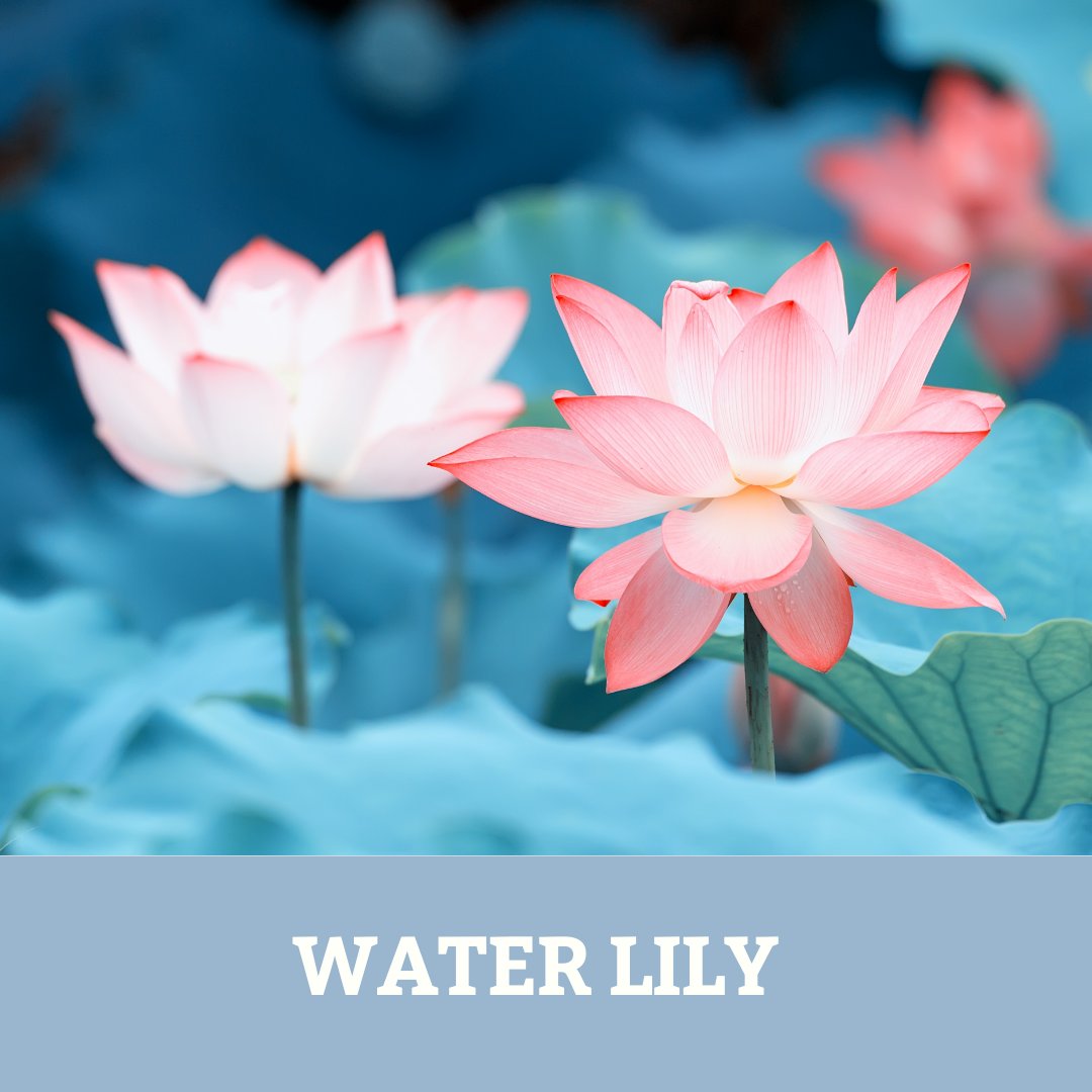 Yurika フラワーエッセンスセラピスト 講師 おはようございます 2月5日 今日の誕生花 は スイレン 花言葉は 信仰 信頼 スイレンの花は開いて閉じてを3回繰り返します 日中は開き 夜は閉じることから 睡眠する蓮 睡蓮 と言