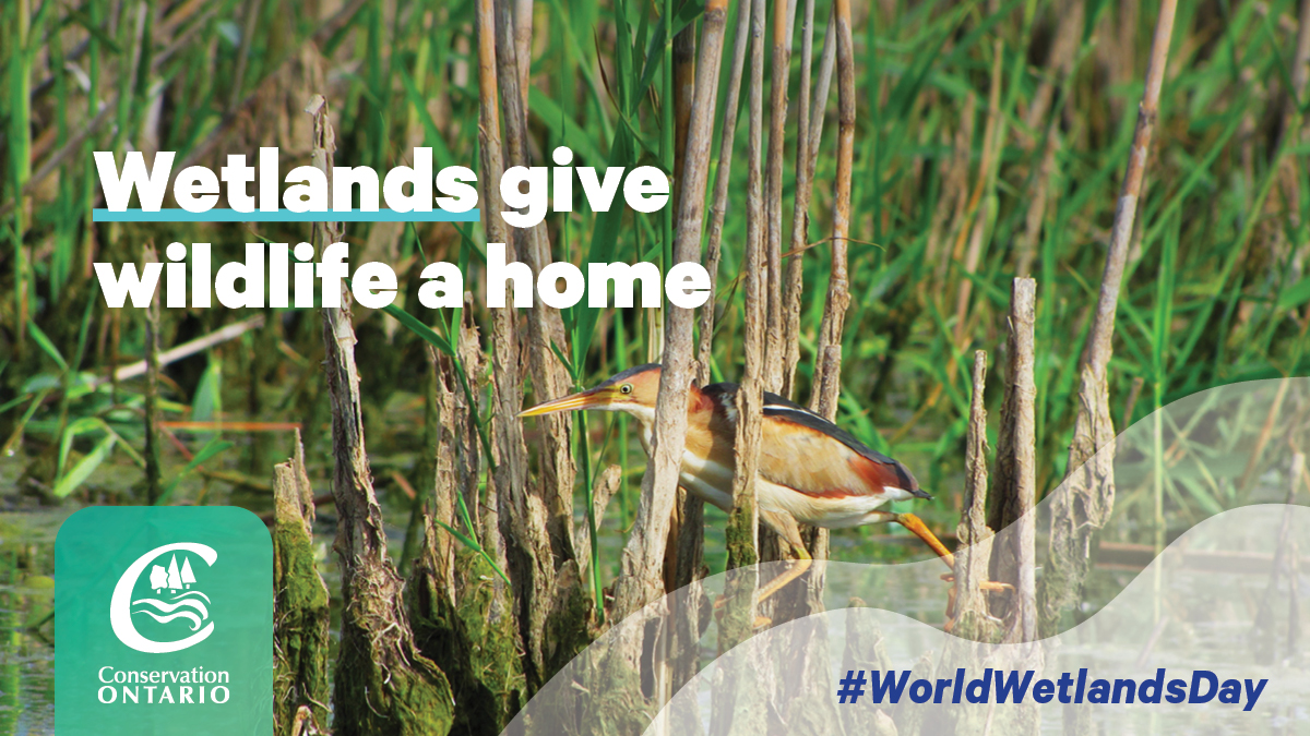 Over 20% of the Ontario’s Species At Risk are directly dependent on wetland habitats. Wetlands act as spawning grounds for many fish species and offer great nesting, foraging and concealment opportunities for wildlife. youtube.com/watch?v=SVXeAj… #wetlands #conservation #wildlife