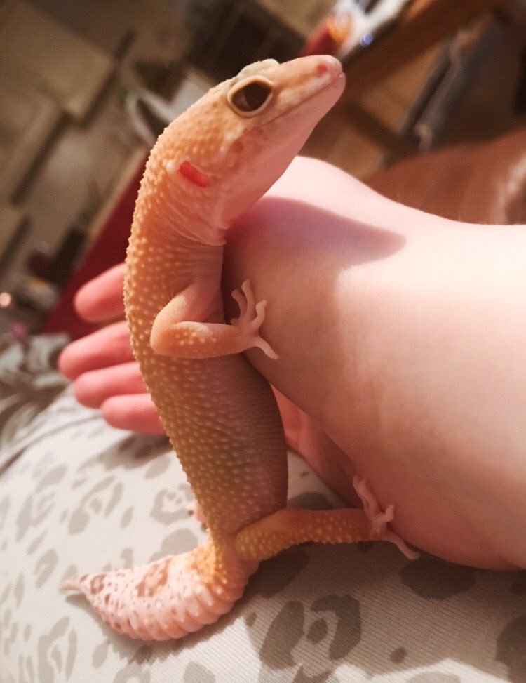 CraftyPinata's tweet image. This squish is getting BIG. Prolly because he won’t stop eating but tbh who doesn’t nowadays. 🥲