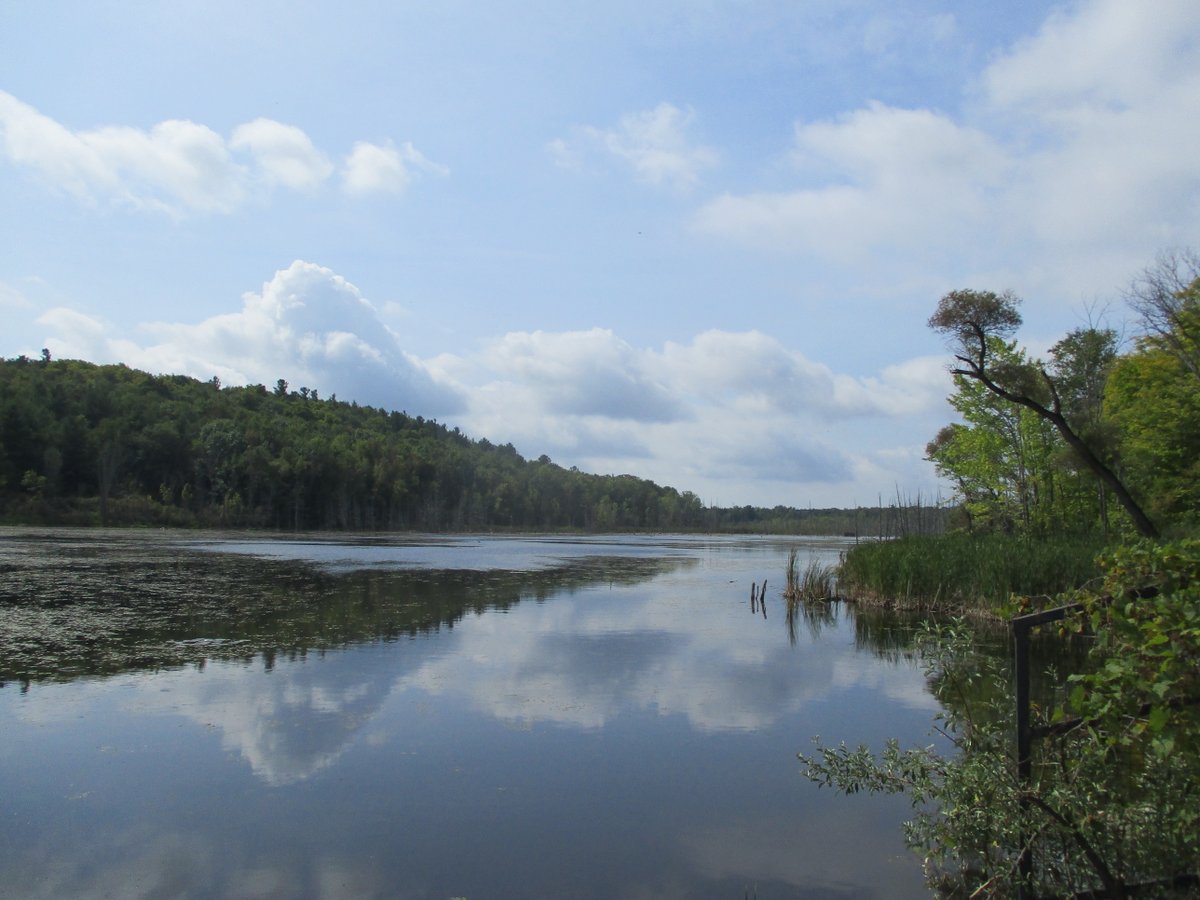 DUContario's tweet photo. 💙 A wetland in Eastern Ontario reflects the summer sky. This quiet landscape supports critical environmental and social needs such as flood mitigation and improved water quality in our waterways. #conservation #cleanwater #mirroroflife https://t.co/02YBeDtKov