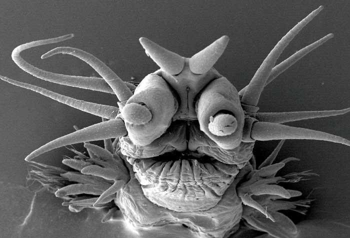 Deep Sea Worms viewed under Electron Microscope