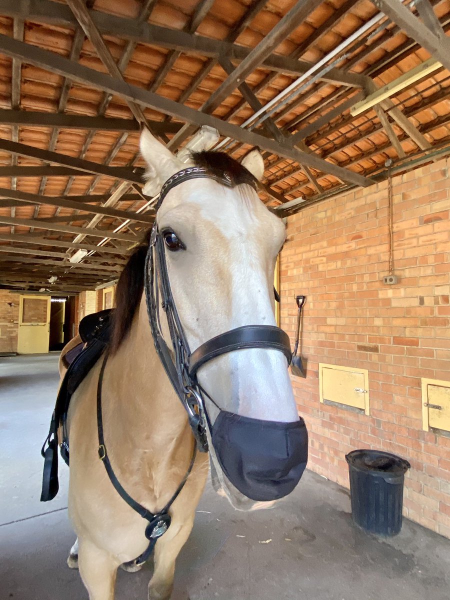 Day 5 of lockdown Western Australia! Let’s see this through to the finish line as a community. We’re all doing our part, even Police Horse Bailey is on board. #maskup #mountedpolice #lockdown #horses #fbper