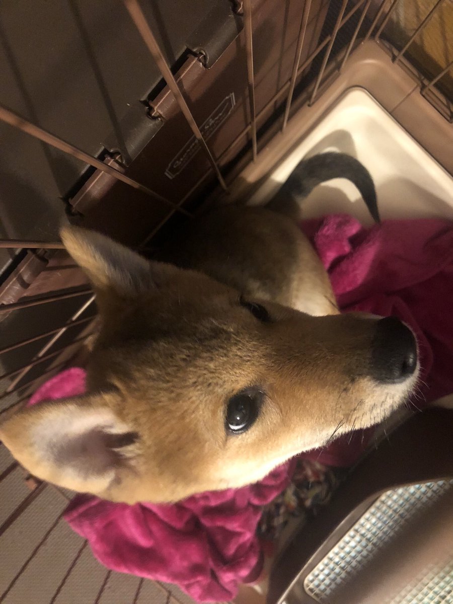 画像 犬 白目が見える 犬 白目が見えるツム Blogsaejpsongo 画像 犬 白目が見える 犬 白目が見えるツム Blogsaejpsongo
