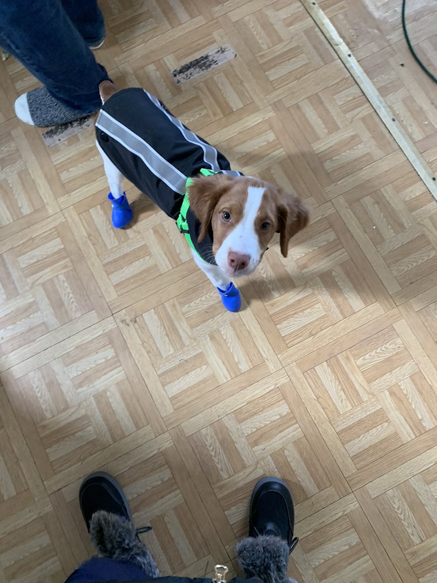 Jen_Thompson18's tweet photo. @dog_rates https://t.co/aAGwvzTQ1j