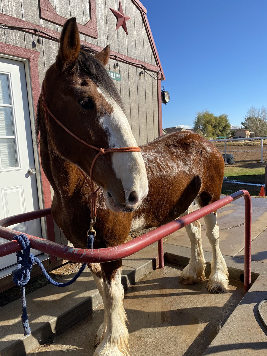 USACPF's tweet photo. Scrub-a-dub-dub! It’s bath time for miss Onieda!
#usacpf #clydesdale #drafthorse #horse #horsesoftiktok https://t.co/QGMmtY0vdV
