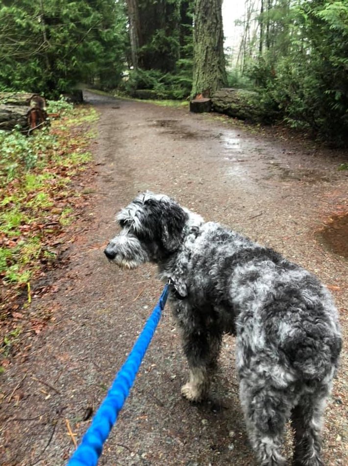 TC10K's tweet photo. Do you have a running buddy? Since COVID is making it difficult to have human running buddies, here are a few of the running partners from our virtual clinics! #runyyj https://t.co/6AbgYvqFIs
