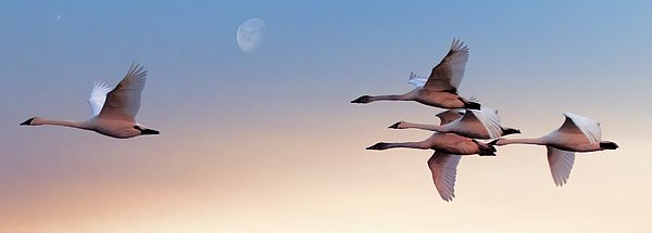 New artwork for sale! - "Swans at Dusk" - fineartamerica.com/featured/swans… @fineartamerica