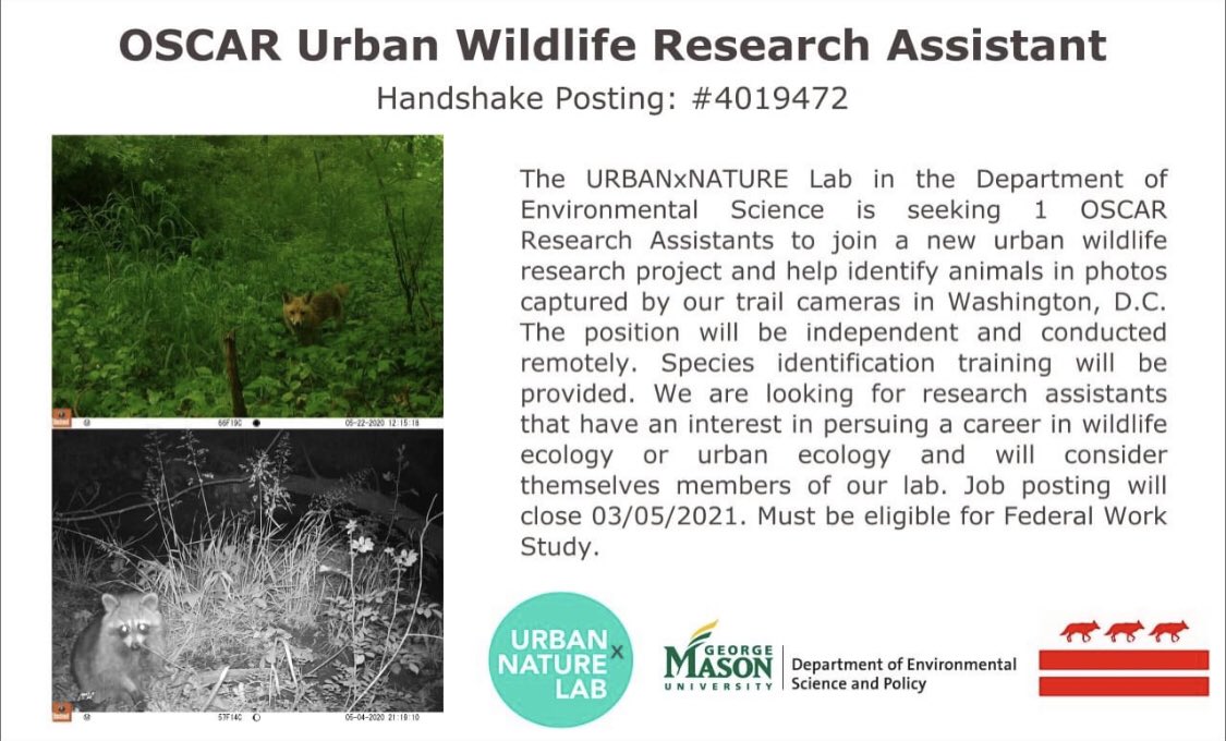 Copied from Merri Collins: Hi Wildlife Undergrads!

Do you want to have the absolute coolest boss in the world while gaining some wildlife ID experience? 

If youre eligible for Federal Work Study--it could happen! 

Apply to work with me on our large urban wildlife study