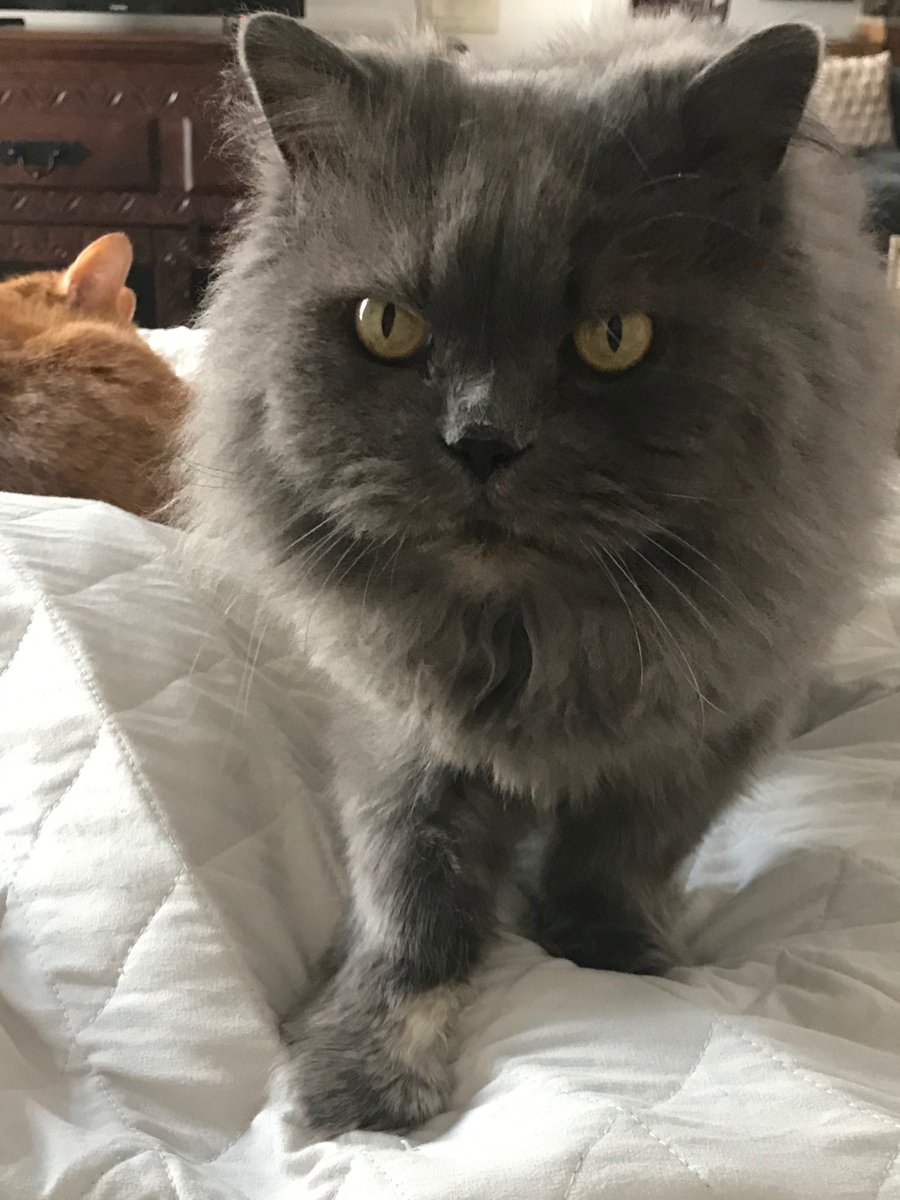 HenrytheDog13's tweet photo. My pal Gizmo ❤️
#CatsOfTwitter 
#dogsoftwitter https://t.co/jgru4SQNbj
