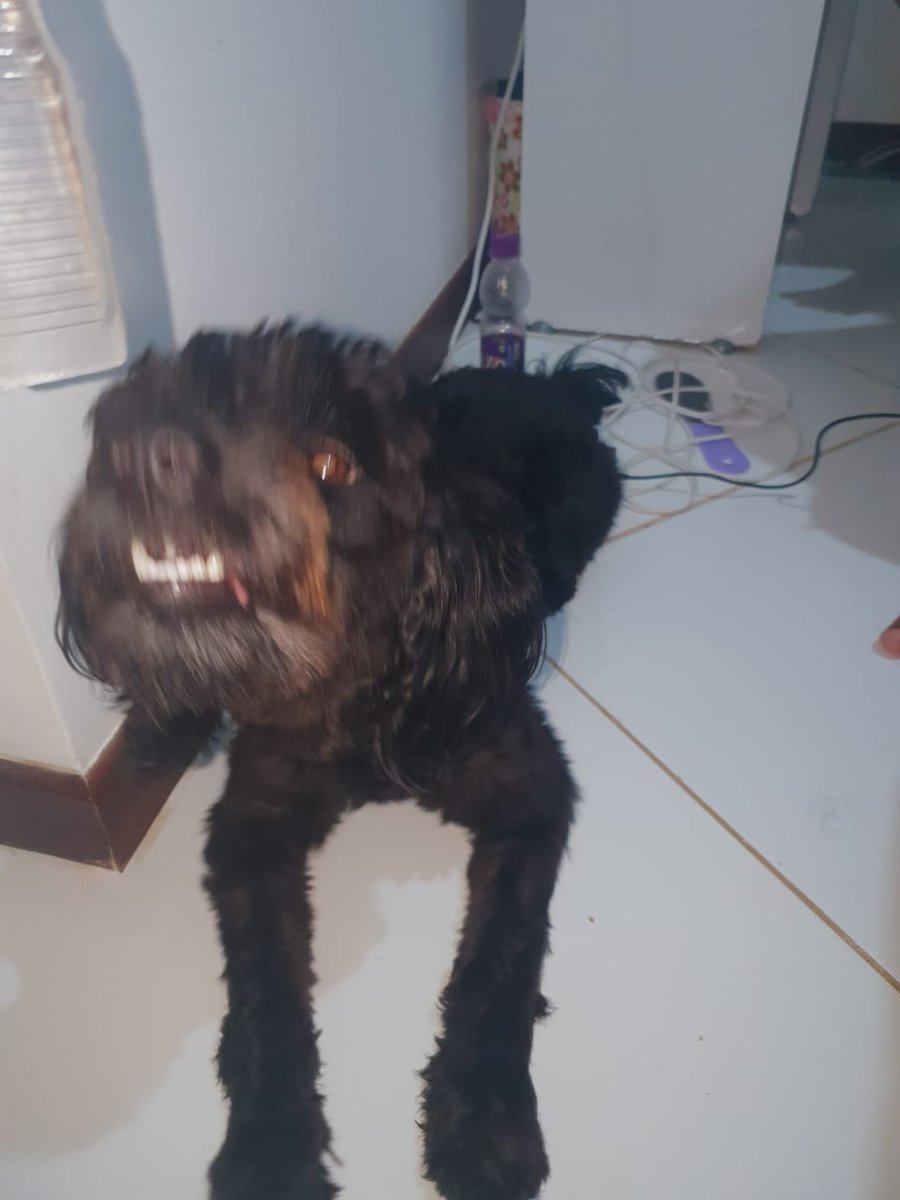 Frasesesthetic's tweet photo. TÁ MAIS OLHA ESSA FOTO DA MINHA CACHORRA KAKAKKAKKKKKKKKKKKKKKKDKKKKKKKKKKKKJJJJKPQP https://t.co/r6bAvSKYee