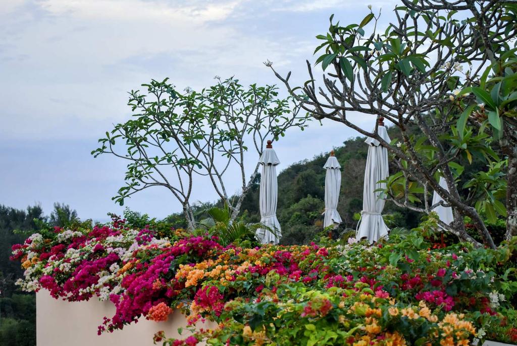 Had to share this beautiful rooftop garden bursting with color and texture. It was overlooking Karon Beach and bay in Phuket, Thailand. 
#Thailand #gardens #flowers #rooftopgarden #karonbeach #phuket