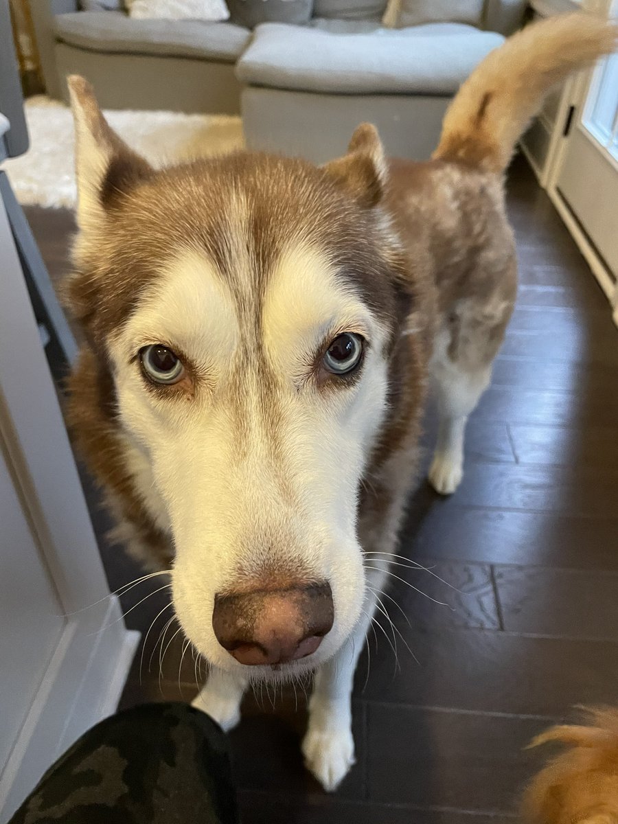 MaggieandKoko's tweet photo. Wowzers 400 followers! 🥰 We’ve only been here 1 whole week &amp; love all of our new friends ❤️ Mom says if you like, retweet, or follow us we might make even more friends so if you feel so obliged that would be pawsome🐾 #dogsoftwitter #dogs #seniordogs https://t.co/EilON6TlsW