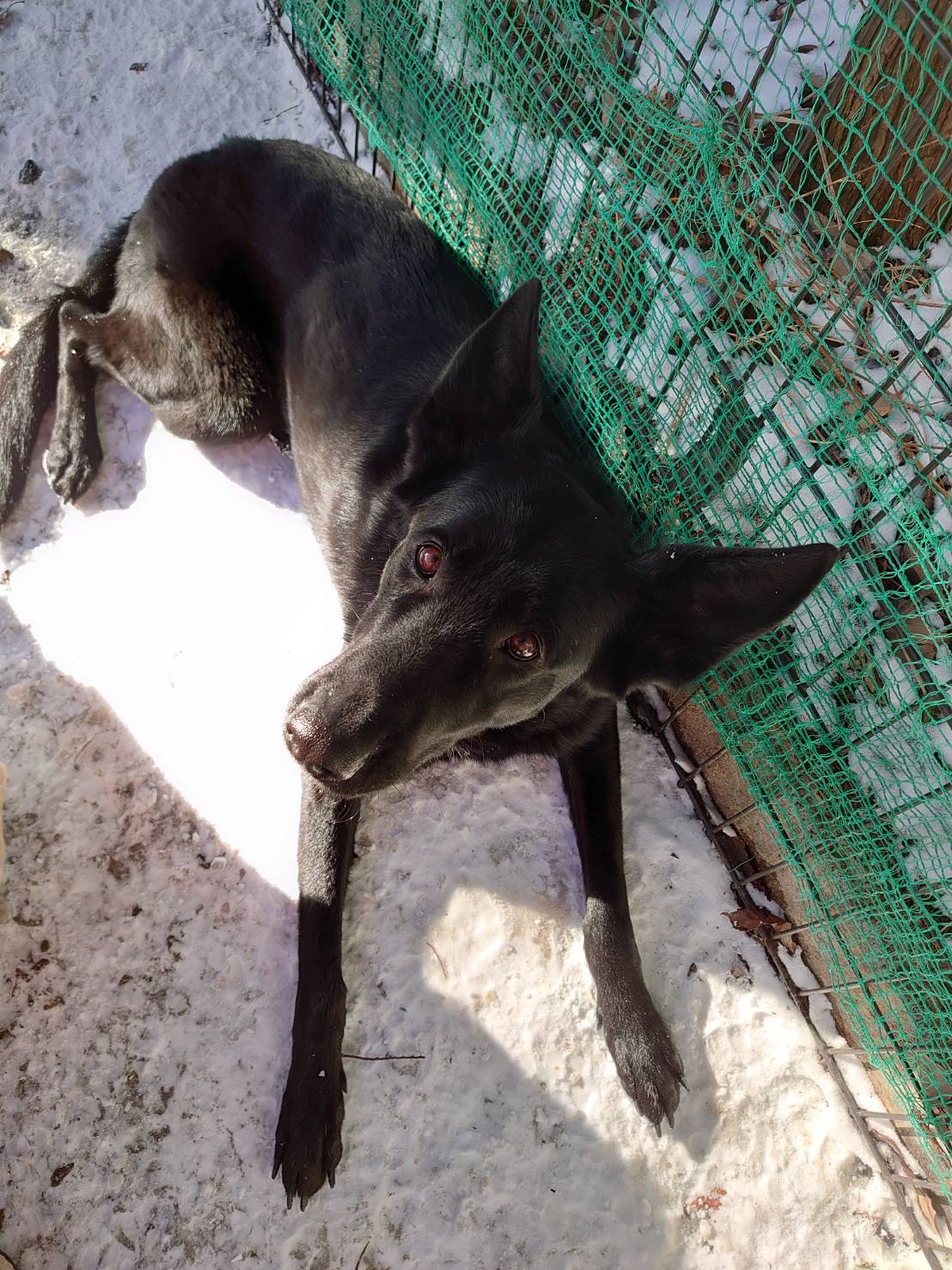 保護犬譲渡レスキューアンジー ジャーマンシェパード里親募集 保護犬譲渡レスキューアンジー T Co Ix1rjeyuhu ジャーマンシェパード里親募集 里親募集 大型犬里親募集 T Co Wsxo907fa8 Twitter