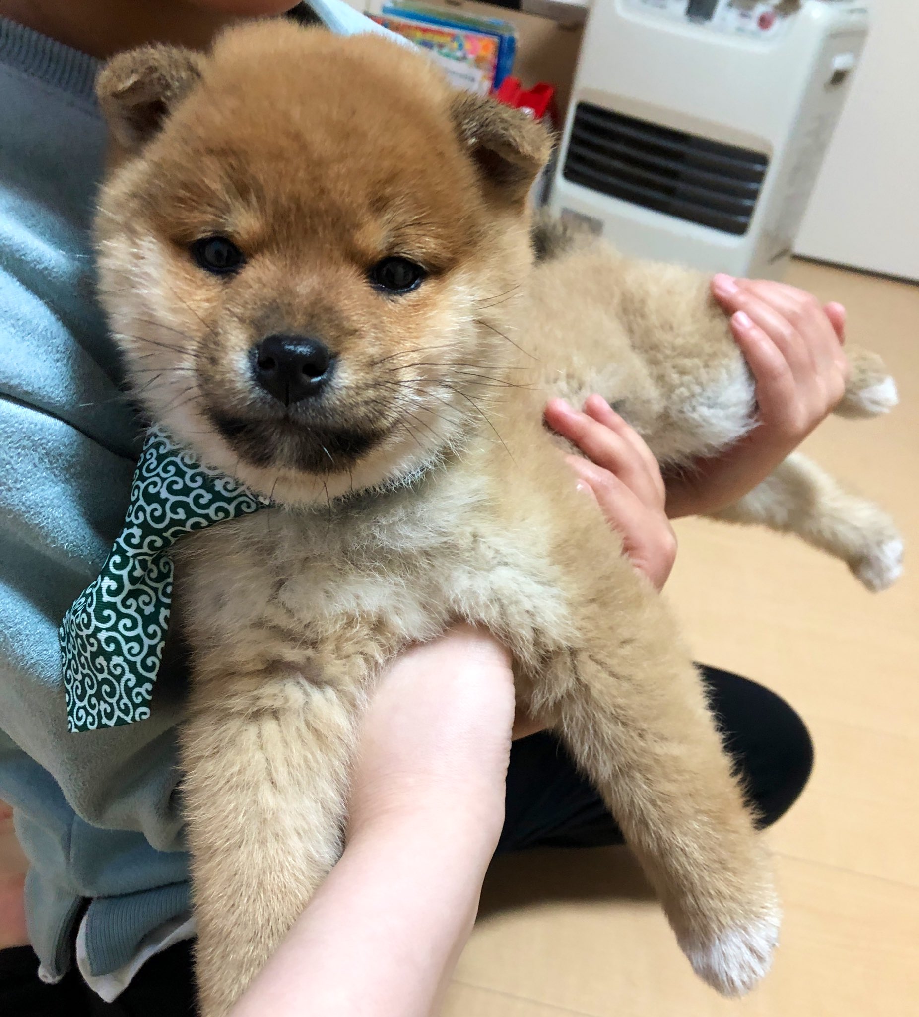 柴犬の赤ちゃん Twitter Search Twitter