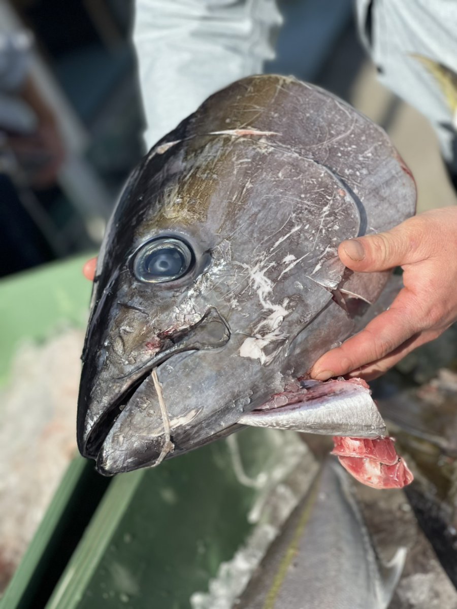 鮮魚もとぶさしみ亭 沖縄県本部町 本日も11時open 上等マグロは かぶと焼き 500円 アラ煮 500円 になりますよ さしみ亭でお待ちしております