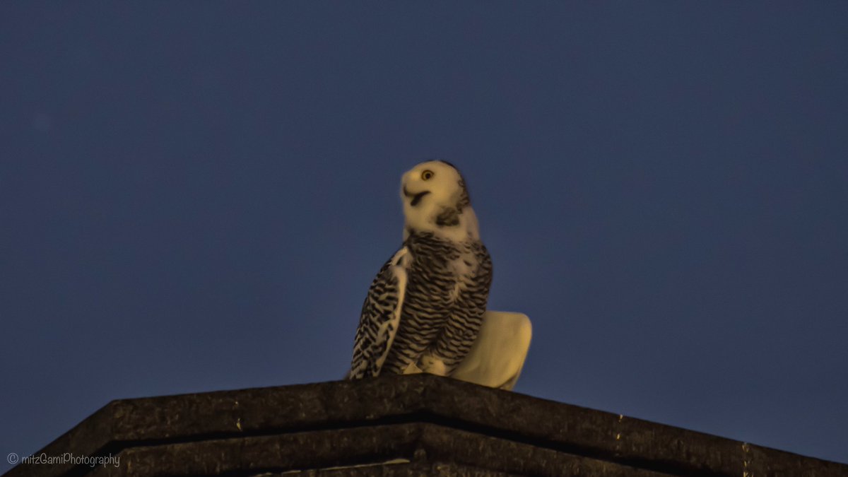 Awesome night! Snowy Owl perch on the North Pumphouse. #birdcp #birdwatching #wildlife #birding