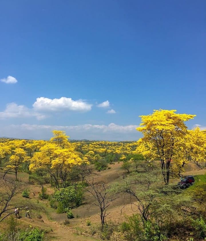 LousinhoC's tweet photo. 💛🌻🌾cañaguate en Colombia #cañaguate #roble #robles #Colombia #arboles #firmamento #madera #flora https://t.co/Nph5Dww4gz