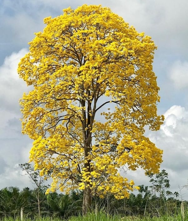 LousinhoC's tweet photo. 💛🌻🌾cañaguate en Colombia #cañaguate #roble #robles #Colombia #arboles #firmamento #madera #flora https://t.co/Nph5Dww4gz