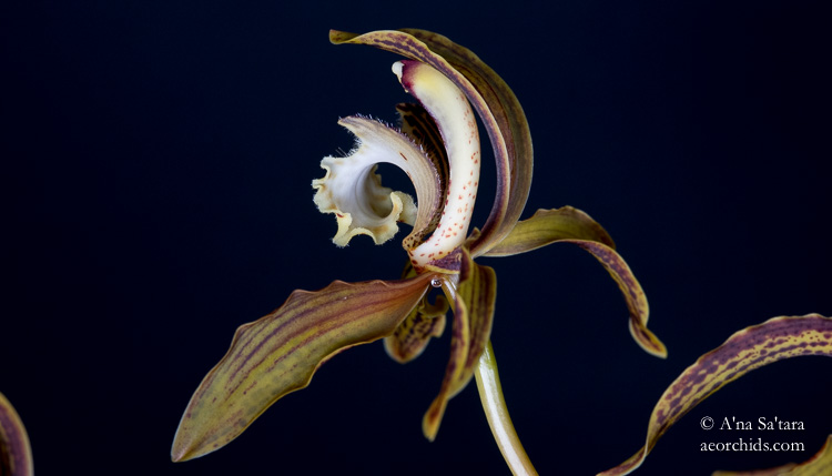 aeorchids's tweet photo. The blooming Cymbidium tracyanum have left the building!  That is, they have left the house and returned outside to grow.  A fantastic winter flowering season for this lovely, large #orchidspecies. 😀👍
💚https://t.co/Ho5g0UXzhm
#photography #orchid #orquideas #garden https://t.co/wDfEYVqUeM