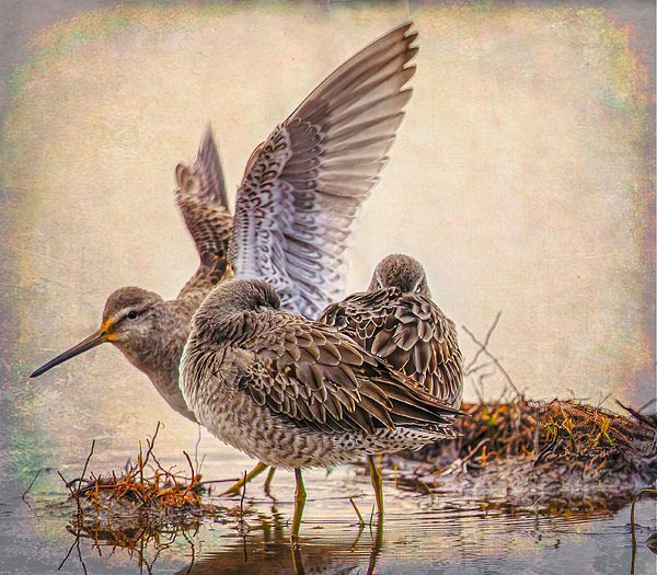 New artwork for sale! - "Greater Yellowlegs" - fineartamerica.com/featured/great… <a href="/fineartamerica/">Fine Art America</a>