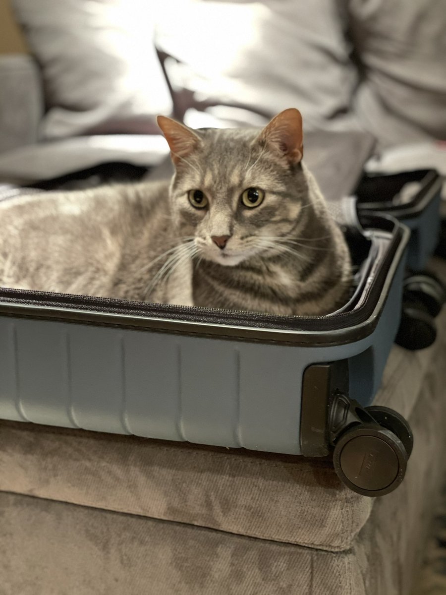 zzzoe101's tweet photo. cats love @away suitcases!! https://t.co/jafMgjYask