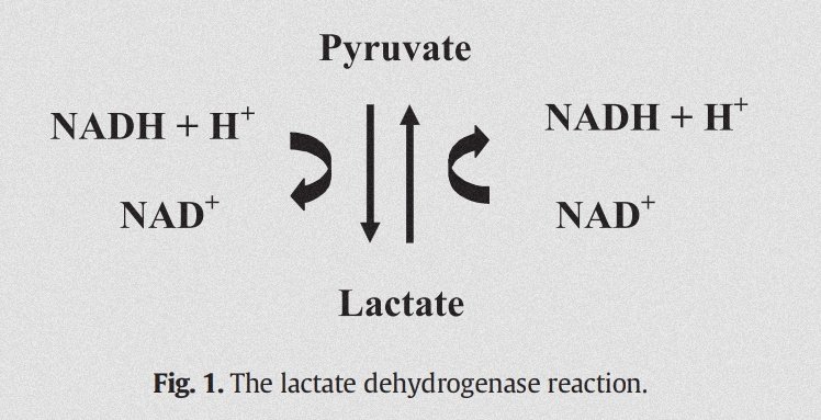 First, let's go  #BackToBasics w/ lactate: 2 enantiomers: L & D Formed from pyruvate by LDH (usual ratio 10:1) PKa 3.8 (lactate predominant over lactic acid) Can be used for ATP formation or gluconeogenesis (lacpyruvateA-CoA or lacpyruvateoxaloacetate)
