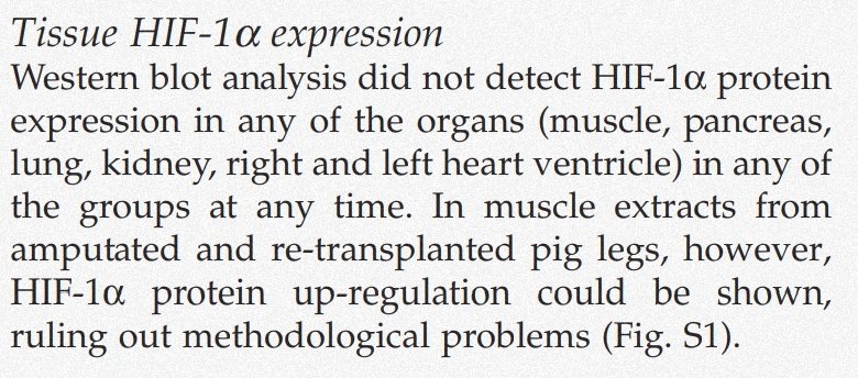 Furthermore, in 2012 Regueira et al. used 32  w/  peritonitis,  tamponade or hypoxemic hypoxia, demonstrating no increase in HIF-1α (hypoxia-inducible factor 1 alpha) in septic animals despite a 2x  in lactate levels!