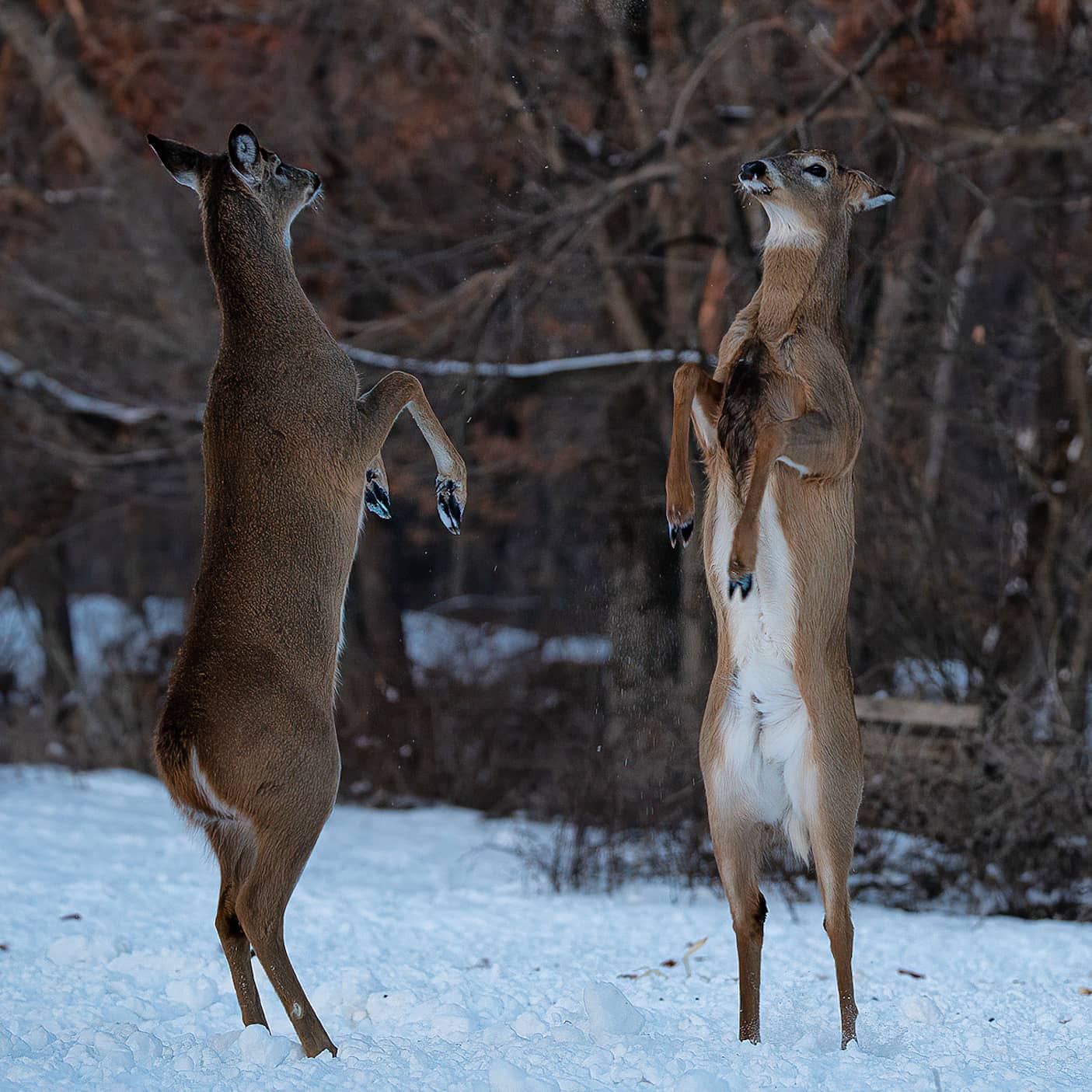 Deer legs sales
