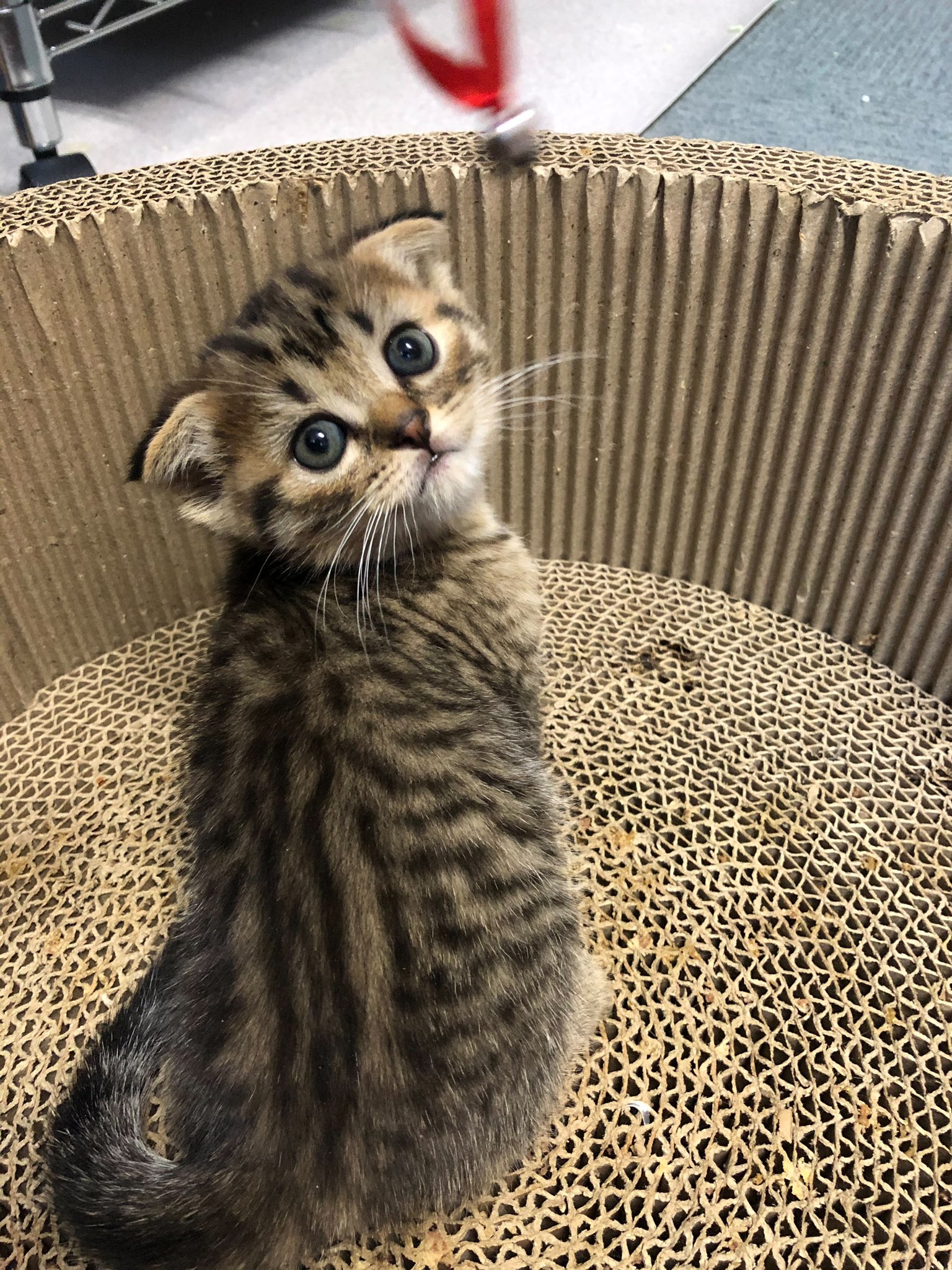 かわよ おもしろ動物まとめ
