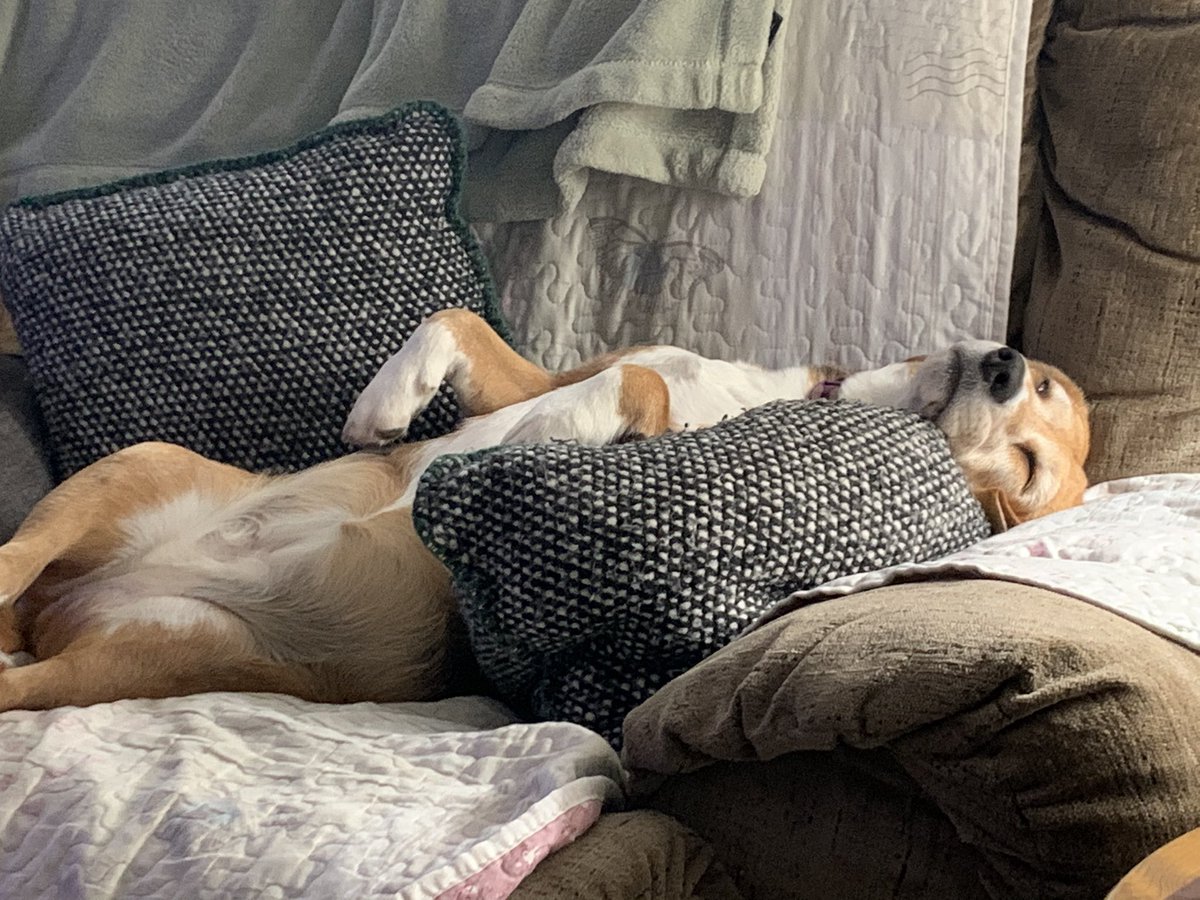 MelStevens68's tweet photo. @hitRECordJoe Nap time! https://t.co/D9P8HN8zOm
