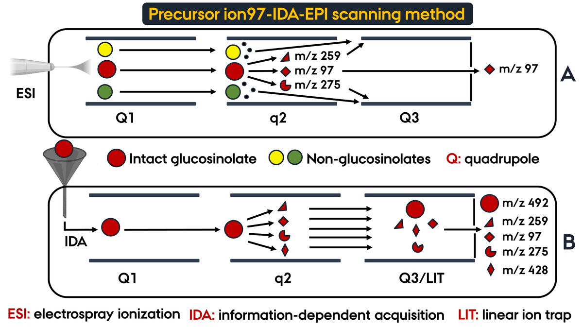 MetabolitesMDPI's tweet photo. #MDPIMetabolites π "Analytical Methods for #Quantification and #Identification of Intact #Glucosinolates in Arabidopsis Roots Using LC-QqQ(LIT)-MS/MS" by Inge S. Fomsgaard team, is available at π https://t.co/VoZzchMhRf #MassSpectrometry #MethodValidation #profiling https://t.co/agYsJ8uBG6