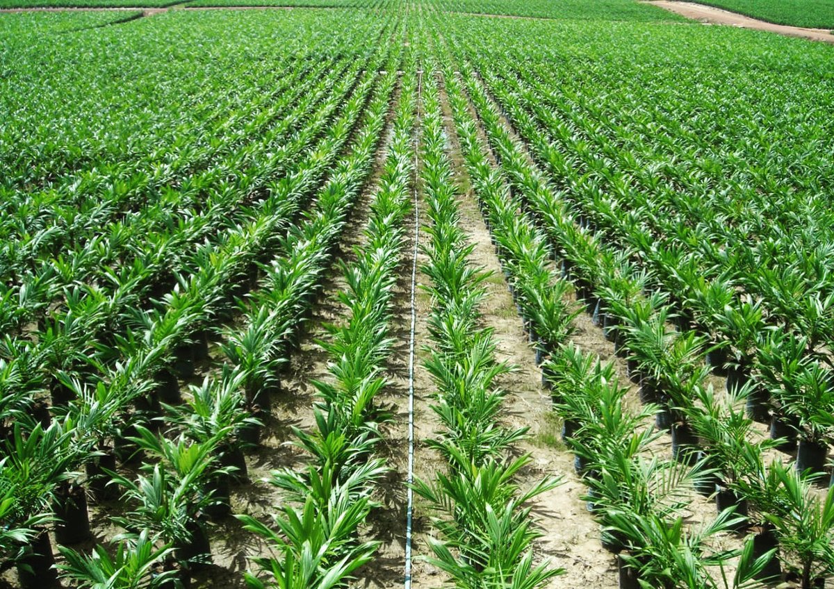 PalmoilW's tweet photo. Beautiful main nursery. The seedlings will stay here for around 6-9 months then they will be transferred for field planting. Once they are in the field, they will stay for at least 25 years.
#palmoilwonder #lifeinoilpalmplantation #palmoil #inapalmoil https://t.co/zY8s3cOJyP
