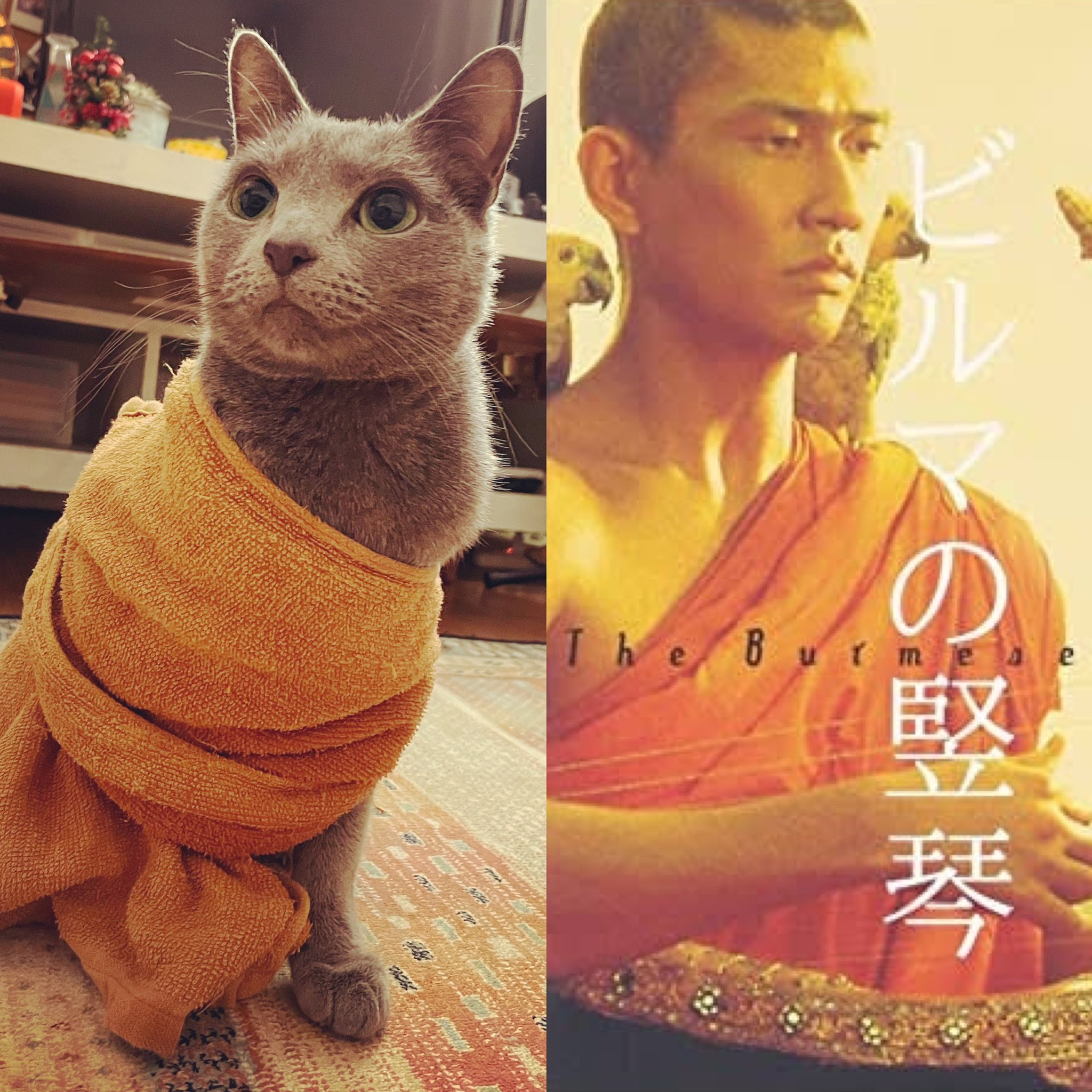 ゴウドタカヤ 完全にビルマの竪琴ですね 猫 中井貴一 T Co 3hjurijy6h Twitter