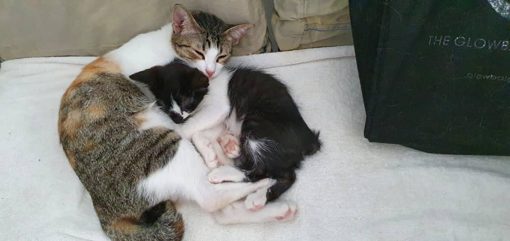 RescueCatNemo's tweet photo. Best friends Kangen and Chester!  

#CatsOfTwitter #cats #CatsOnTwitter #cute #cutenessOVERLOAD #catsofinstagram #catstagram https://t.co/NlbJQTbsuc