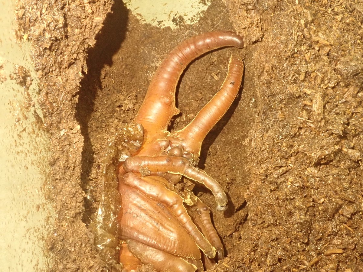 バックヤードではヘラクレスオオカブトが蛹になっています 蛹室の中には幼虫の抜け殻がありました ぱりぱりした感触で 幼虫の体の 21 02 05 東区の動植物園 水族館 広島市森林公園こんちゅう館 まいにちを豊かに りっち