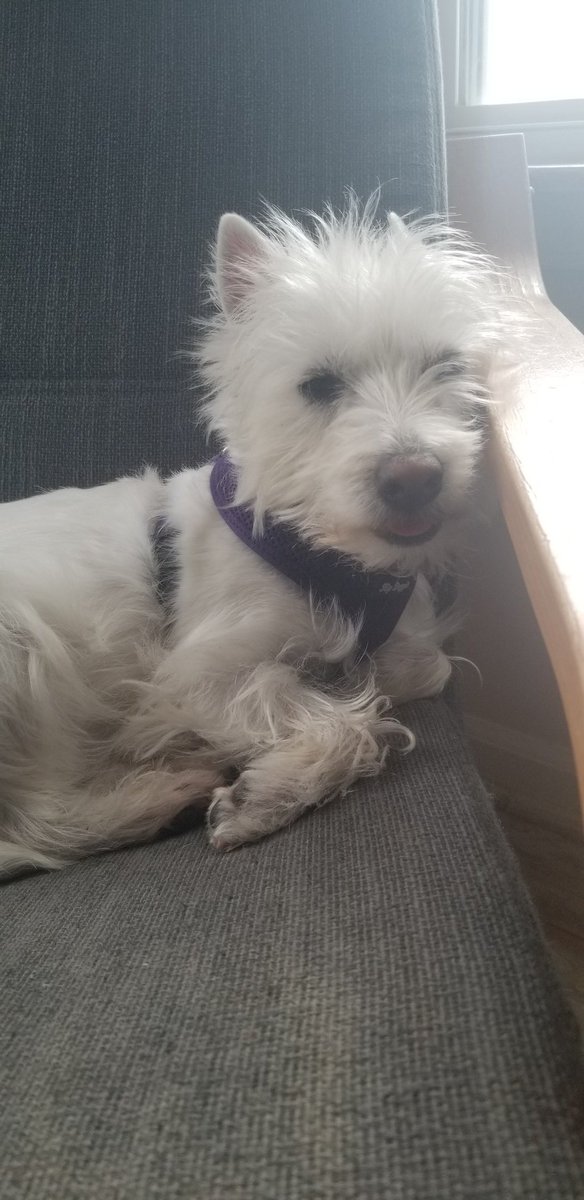 hoennzollern's tweet image. #YearOfTheLinuxDesktop