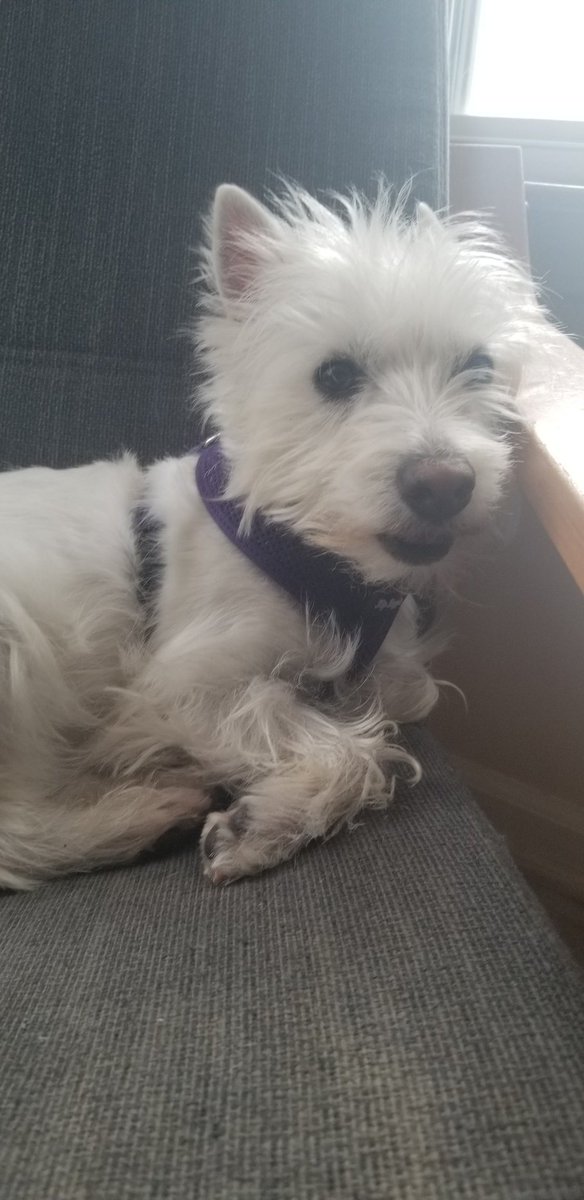 hoennzollern's tweet image. #YearOfTheLinuxDesktop