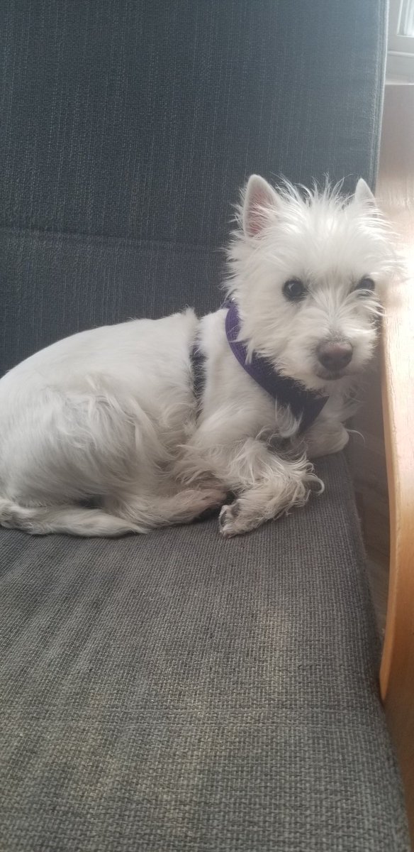 hoennzollern's tweet image. #YearOfTheLinuxDesktop