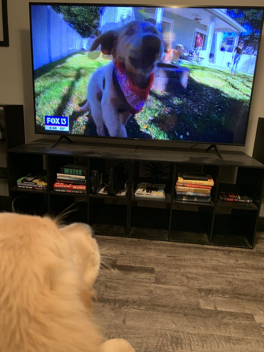 JordanBowenFOX's tweet photo. Reviewing some game tape with Winslow after a rather lackluster performance in todayโs #GoldenBowl. It turns out, he loves watching himself on TV. No idea where he gets that from... Tune in for the final day of the #GoldenBowl tomorrow at 4 on @FOX13News! Go #TeamPups! https://t.co/5KzrAzvVGn