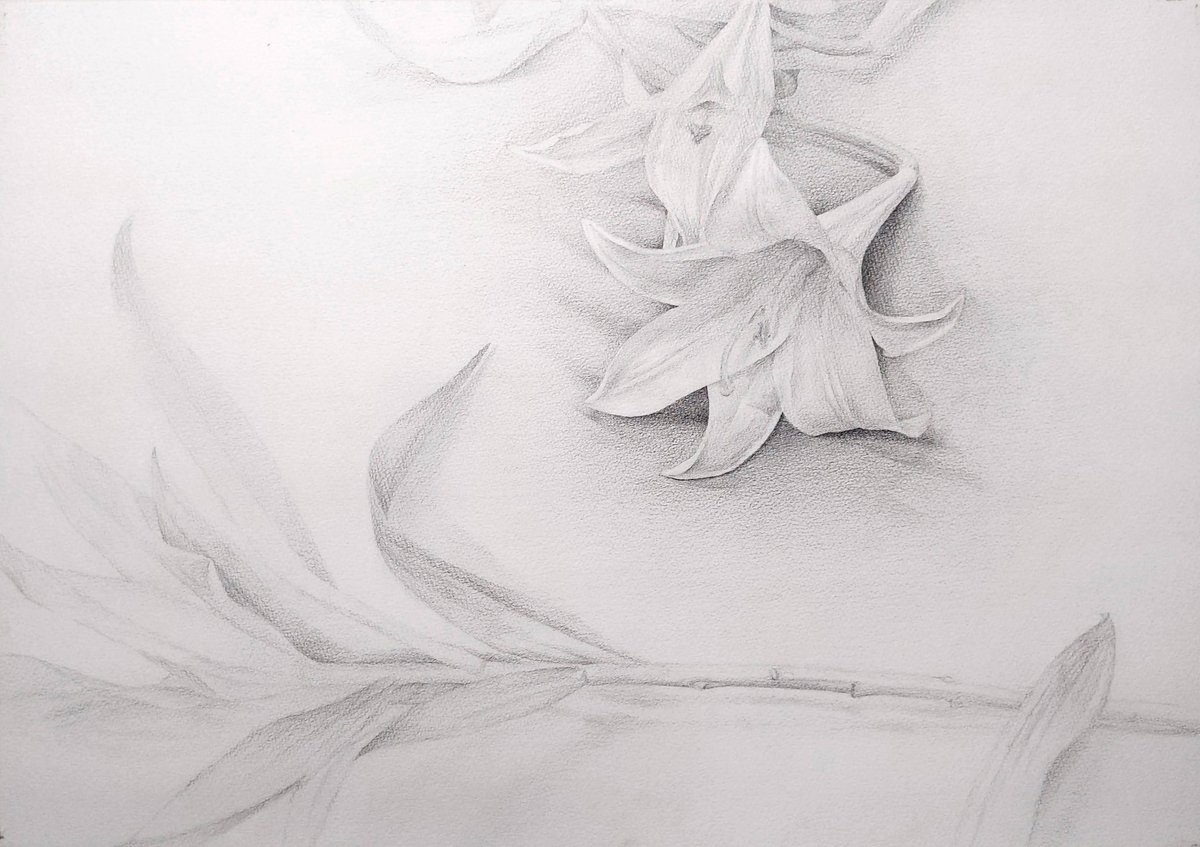 1浪の時の手渡しモチーフ課題の鉛筆デッサン。 紙はB3のサンフラワー