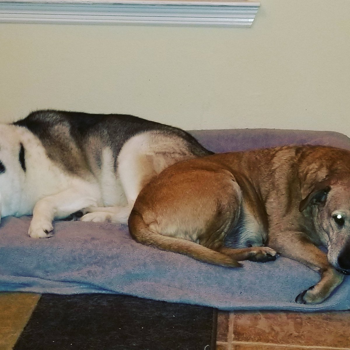 husky_lou's tweet image. Sharing is caring....

#huskies
#cutedogsoftwitter