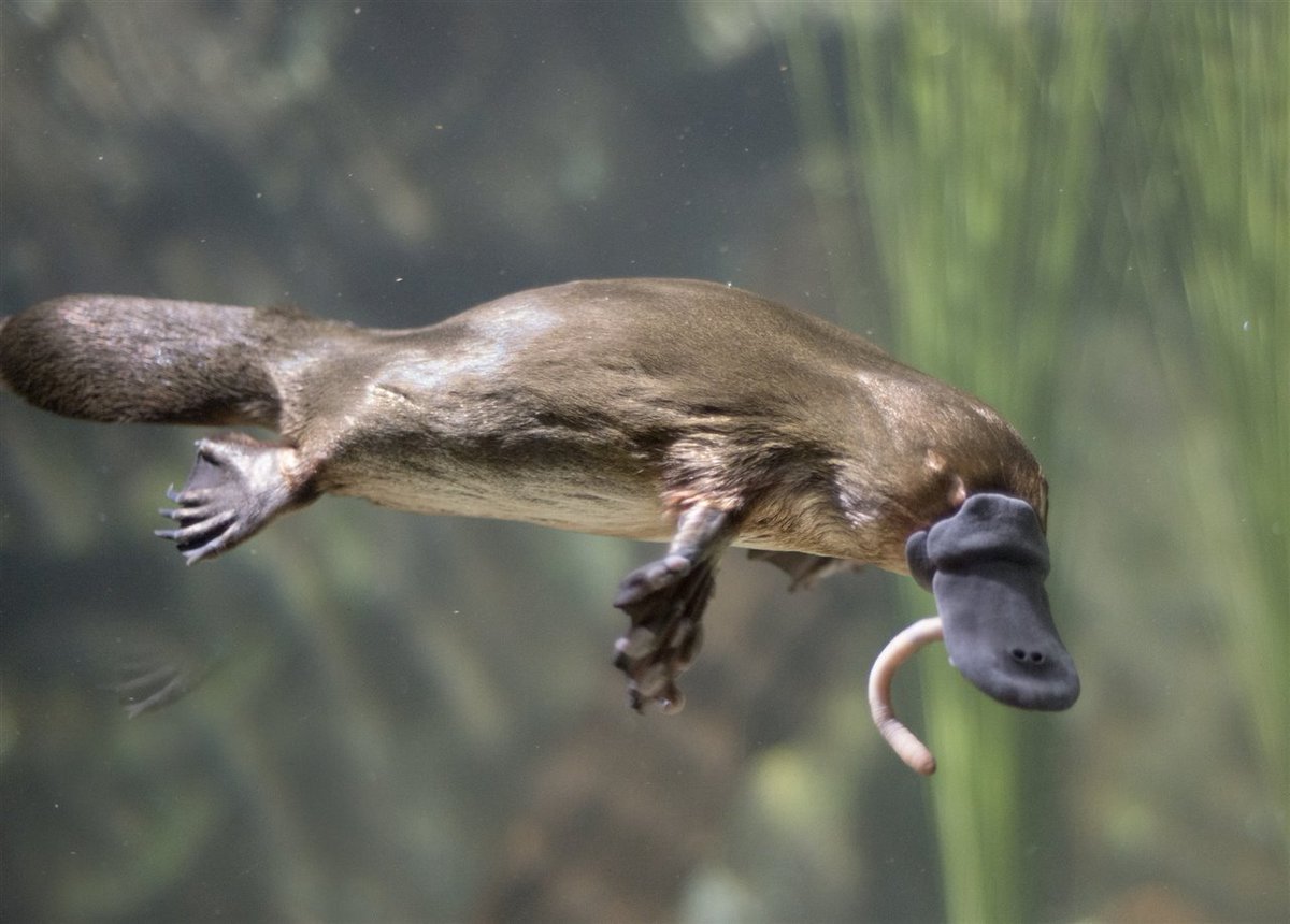 innovabiologia's tweet photo. Los #ornitorrincos desvelan secretos sobre la #evolución de los #mamíferos https://t.co/rZh7ghhRqO a través de @natgeoesp @innovabiologia #BIOINNOVA https://t.co/iChLAdnToA