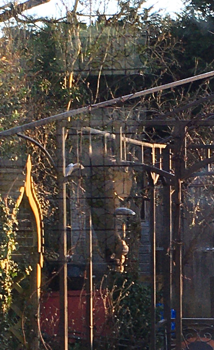 My cheeky black squirrel visitor this morning hanging by his tail to get the fat balls. Going to miss him when I move #nature #squirrels